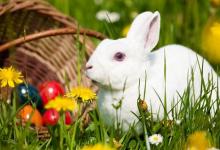 中国白兔多少钱能够买到？