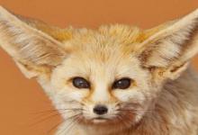 盘点全球五大最可爱的动物 耳廓狐是夜行型沙漠狐