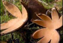 世界十大最奇特的蘑菇，恶魔雪茄很罕见、鹿花菌有毒