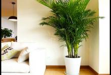 散尾葵对家居环境的作用-散尾葵的风水应用