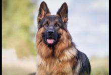 十大搜救犬品种排名，德国牧羊犬敏捷好动、边境牧羊犬智商高