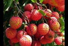 全球最贵十种水果，挂绿母树荔枝价格不菲，黑皮西瓜一年只产100个