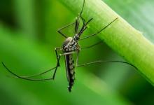世界上十大最危险的动物排行榜，蚊子一年可以杀死72万人！