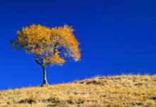 世界十大神奇的树排行榜，含金树可以从根部吸收金子！