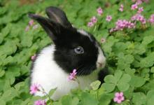 荷兰兔的价格-荷兰兔多少钱能买到？