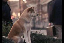 十大感人的狗狗电影，《忠犬八公的故事》《一条狗的使命》催人泪下