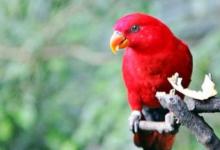 红色吸蜜鹦鹉的饲养方法 红色吸蜜鹦鹉的价格