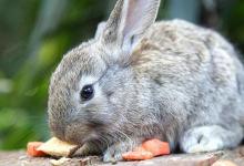 荷兰侏儒兔是怎样的？荷兰侏儒兔的简介