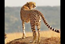 猫科动物速度排名，猎豹最高时速115公里每小时，细腰猫体型小