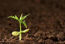 土壤肥料的选择方法 土壤肥料自制方法