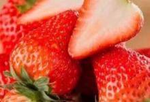 四季草莓和奶油草莓的区别
