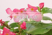 海棠花花语