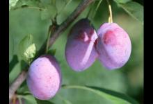 十大排毒养颜水果排名，乌梅适合胃病患者，荔枝能细致肌肤