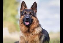 全球最常用工作犬排名，德国牧羊犬服从性好，金毛追踪能力强