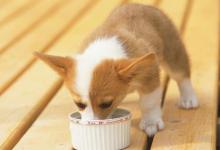 有关幼犬的饮食法则 狗狗用餐顺序的训练方法