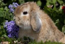 美国黄褐色家兔对环境有什么要求？