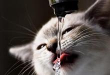 宠物猫咪不喜欢喝水不一定是病  这六种方法拯救你
