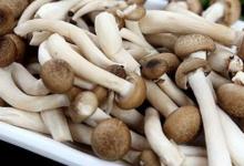 蟹味菇和白玉菇可以一起吃吗
